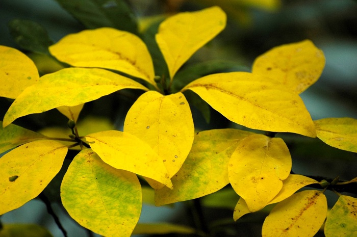 クロモジの紅葉があちこちで見られ始め、これからの紅葉の色合いが楽しみな頃でした(2025年10月8日)。