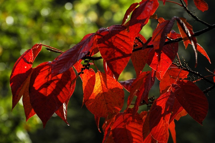 真っ赤な紅葉の色合いに染まるツタウルシ。この後、約10日ほどで、葉は落葉しておりました(2025年10月3日)。