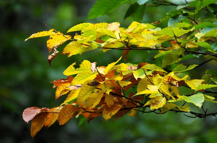ブナの木の茶色の紅葉も黄色の紅葉も、鮮やかな紅葉の色合いであり、原生林内で見ると、素晴らしい秋色の光景です(2025年10月8日)。