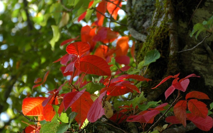 美しく鮮やかな紅葉に染まる期間は、驚くほど短いものです(2025年10月3日)。