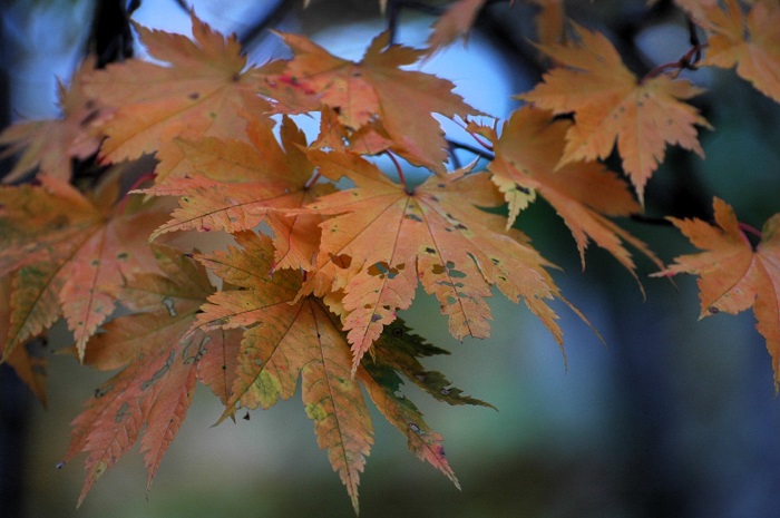 日々色合いが変わり、紅葉という四季の移り変わりまでも感じられる日々でした(2025年10月14日)。