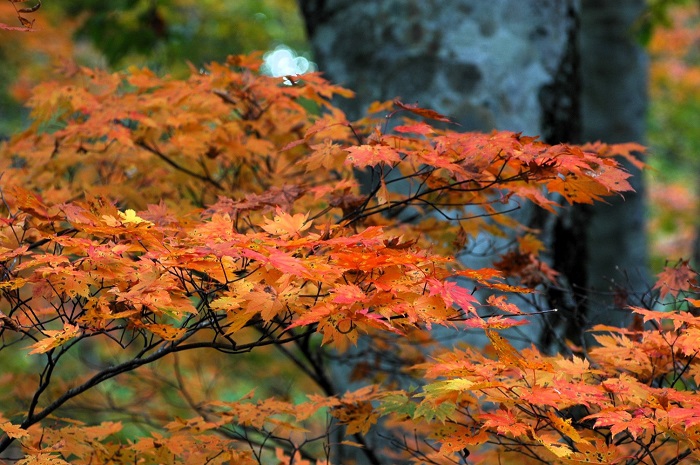 忙しい日々の中、黄色からオレンジへ、そして赤色へと移り変わってゆくモミジの紅葉を日々見つめられることが、本当に嬉しく楽しい日々でした(2025年10月14日)。