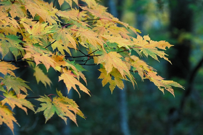 ようやく紅葉の最盛期を迎え始めたモミジは日々移り変わり、鮮やかさを増している日々でした(2025年10月14日)。