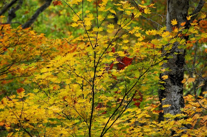 尾瀬ブナ平のモミジは、毎年素晴らしい紅葉の光景を見せてくれます(2025年10月14日)。