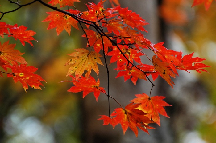 ふと原生林に目をやると、紅葉最盛期のモミジが目にされるようになったのも、この頃でした(2025年10月14日)。