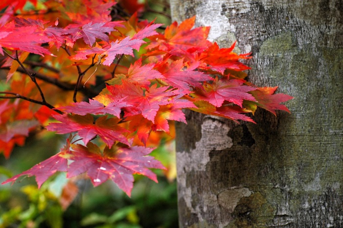 尊く、かけがえのないブナの木に寄り添う美しいモミジの姿は、秋の素晴らしさを物語る光景です（２０２５年１０月１４日）。