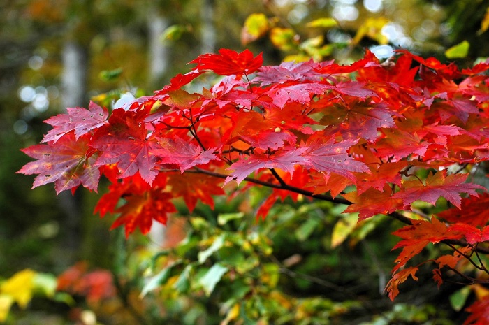 まだ緑の光景も残る中、モミジの秋の輝きが多く見られ始め、紅葉の季節到来を感じ始めた頃でした（２０２５年１０月１４日）。