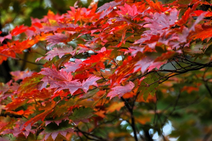 遅れてやってきた紅葉も、モミジの艶のある姿が見られ始め、この後の紅葉の輝きが本当に楽しみな頃でした（２０２５年１０月１４日）。