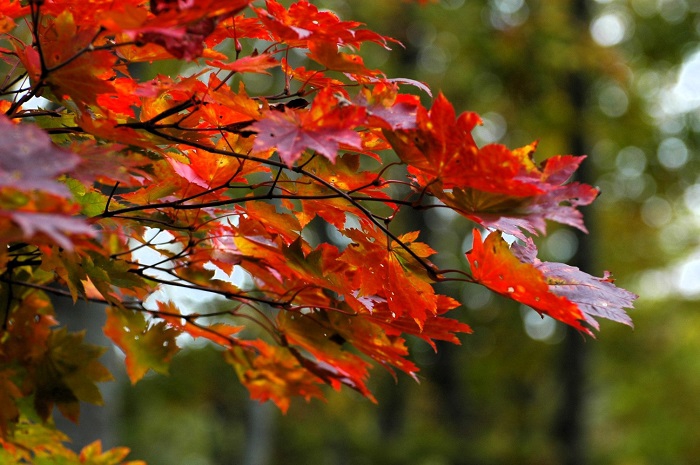モミジの赤い輝きが美しさを一層見せ始めた頃でした（２０２５年１０月１４日）。