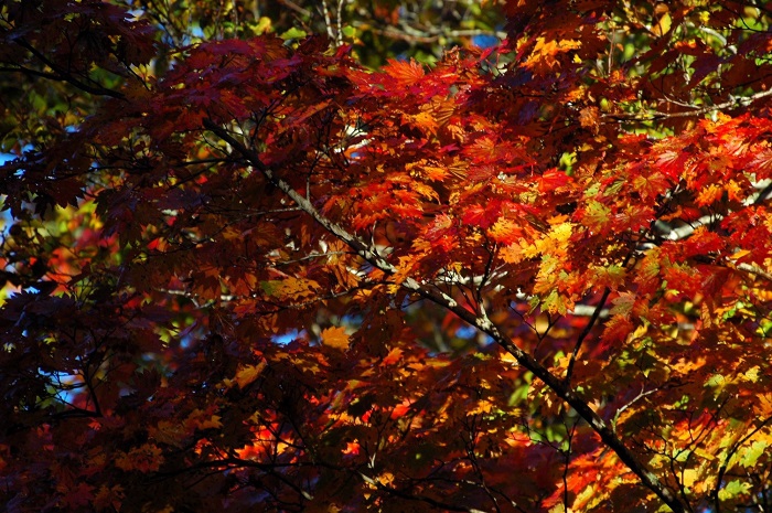 周りのブナの紅葉が始まりを迎え、モミジの紅葉も一段と美しさを増しているような光景があちこちで見られ始めた頃でした（２０２５年１０月１５日）。
