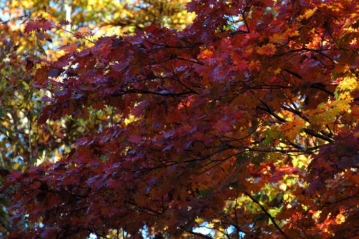 尾瀬ブナ平の紅葉ですが、紅葉の最盛期に近づきつつある光景があちこちで見られていた頃でした（２０２５年１０月１５日）。