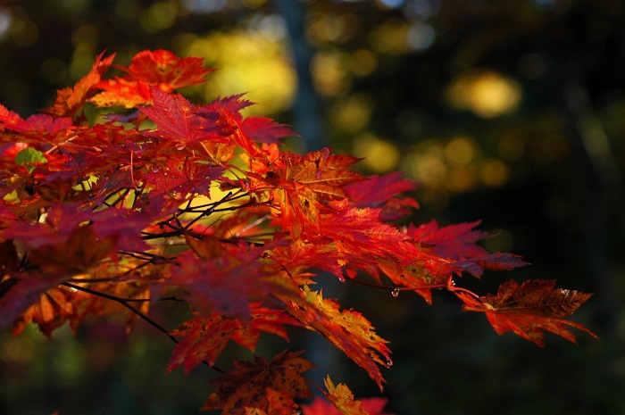 このような美しいモミジの姿は、至る所で見られ始め、本当に鮮やかな紅葉の姿に、秋の素晴らしさを感じた日々でした（２０２５年１０月１５日）。