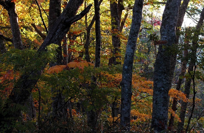 ブナの原生林の中の美しいモミジの光景です。「森のダム」とも称されるブナの木の豊富な貯水量は、かつて製材所でブナの木にかかわって働いてきた中で驚くほど感じた、かけがえのないブナの木の素晴らしい出来事でした（２０２５年１０月１５日）。