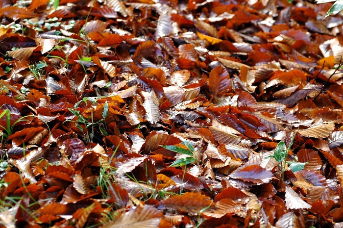 紅葉、紅葉といっている間にも、落ち葉は広大に広がりを見せ、季節の移り変わりの速さを感じる光景です。落ち葉の後には、雪の季節が控えていますね（２０２５年１０月１５日）。