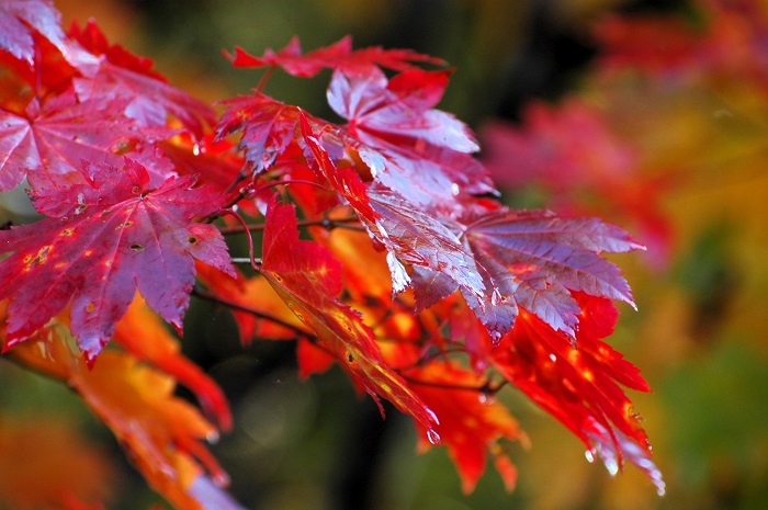 一日でまるで違う光景に移り変わる姿が見られるのも紅葉の凄い所でもあると思いますが、自然の季節の流れというものは、本当に早いものです（２０２５年１０月１５日）。