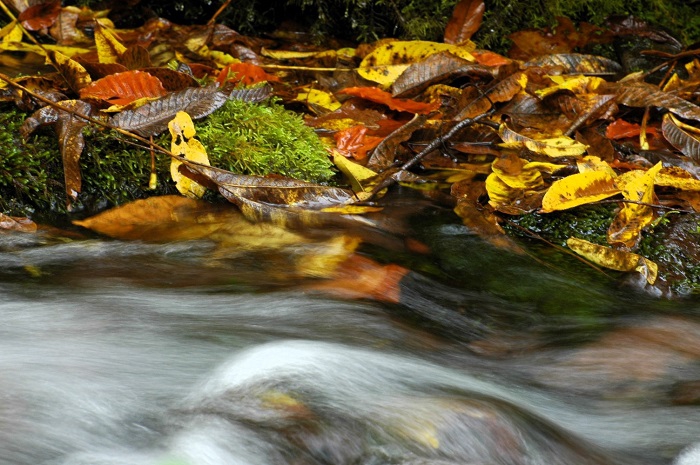 広大なブナの原生林でさらに浄化された、かけがえのない清らかな清流のそばには落ち葉の面積が日毎に増えて、秋の深まりを感じる光景です（２０２５年１０月１５日）。