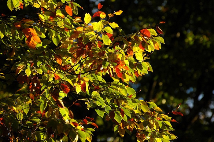 今年のブナの木の紅葉は予想以上に綺麗で美しく、ブナの木の紅葉の姿を見るのが本当に楽しい日々でした（２０２５年１０月１５日）。