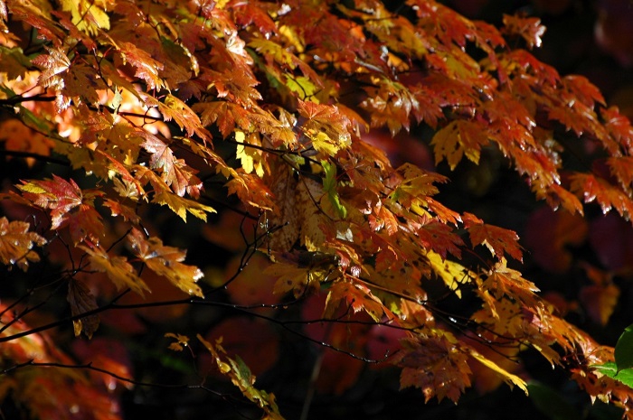 光と紅葉の成す光景には、本当に心洗われるものがあります（２０２５年１０月１５日）。