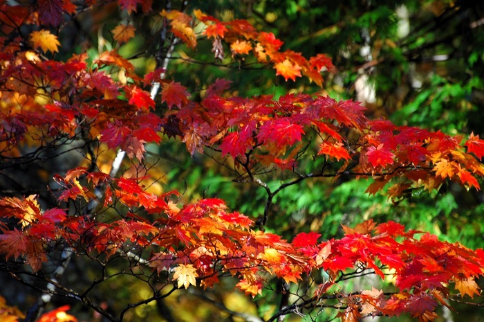 奥の方はまだ緑の光景です。如何に最近の紅葉が遅れてやってくるかがわかるかのような光景ですが、紅葉の最盛期は、いつの間にか、突然訪れてくるものです（２０２５年１０月１５日）。
