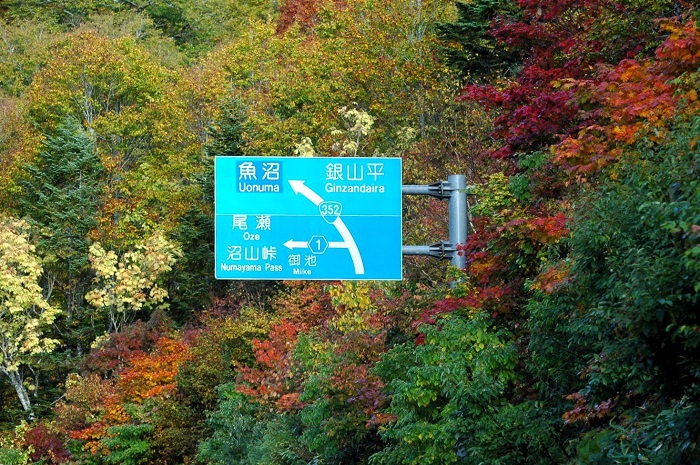 尾瀬御池登山口のここの標高は、約１５００ｍですが、多くの原生林が赤や黄色の紅葉に染まり始めています（２０２５年１０月１５日）。