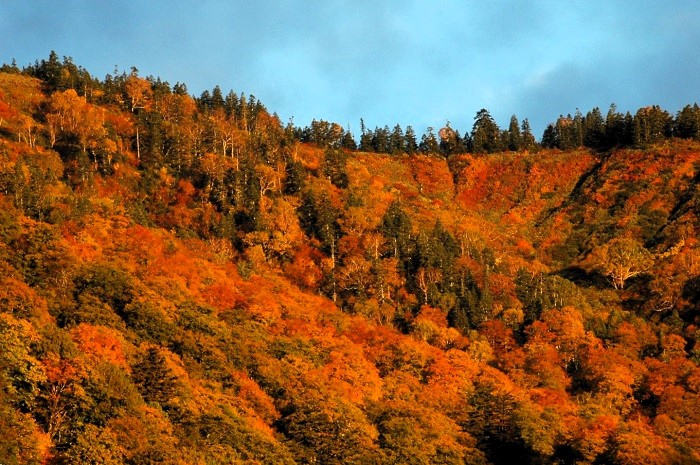 会津駒ケ岳（標高２１３２．４ｍ）のキリンテ登山口から御池登山口間の尾根伝いの紅葉の光景です。標高２０００ｍ付近の紅葉はこの頃真っ赤な紅葉の最盛期の姿が広がっておりました（２０２５年１０月１５日）。
