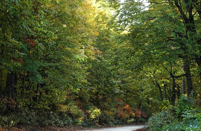 １０月半ばにしてこの緑の風景。ブナ平下部(標高約１３００ｍ付近）の光景ですが、いかに近年の紅葉が遅れてやってくるかがわかるような風景に、驚いた日々もありました（２０２５年１０月１５日）。