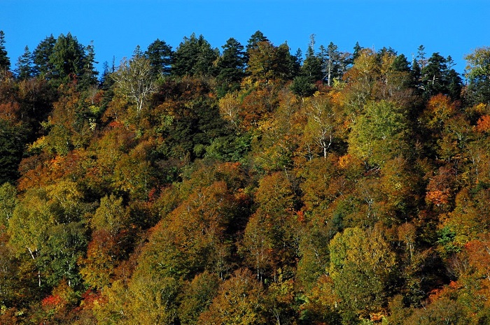 燧ケ岳（標高２３５６ｍ）の広沢田代下あたりの紅葉が見頃を迎えてきたのがこの頃でした（２０２５年１０月１５日）。