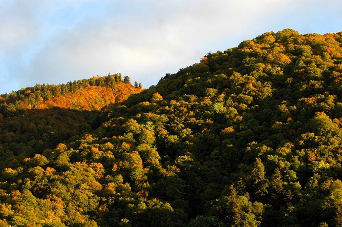 標高の高い所から低い所へと紅葉に染まってゆきますが、標高１５００ｍから上あたりでは、紅葉の最盛期が近づきつつある光景がこの頃から見られました（２０２５年１０月１５日）。