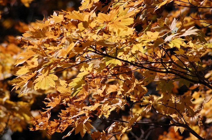最盛期を迎えたモミジの姿からは、より一層光り輝く秋の光景が見られました（小沢平ブナ樹海ラインにて・２０２５年１０月２４日）。