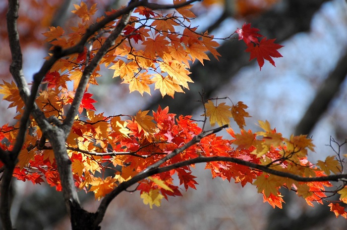 最盛期を迎えたモミジ、落葉も始まったモミジと、本当に様々な紅葉のシチュエーションが見られたのがこの日でした（２０２５年１０月２９日）。