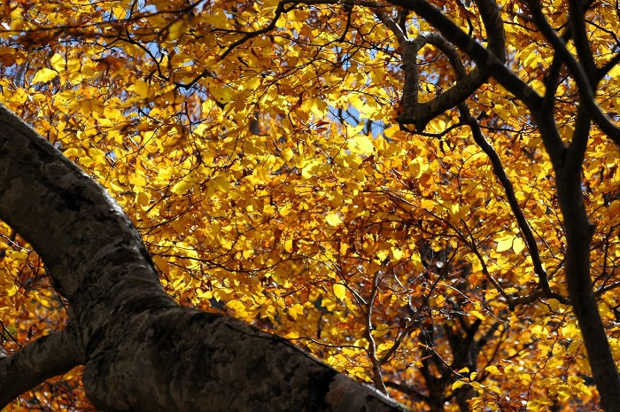 尊く、かけがえのない大自然の母とも称される、ブナの木。高度経済成長の発展の陰で、本当に多くのブナの木が伐採されていった歴史の代償が、河川の洪水や森林の崩壊など様々な自然災害へとつながっていったことは、本当に悲しいことです（２０２５年１１月２日）。