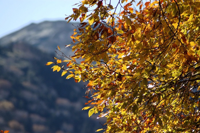 ブナの木の紅葉の奥に、玉子石と万年雪で有名な日本１００名山・平ヶ岳(標高２１４１ｍ）の姿を望んで（小沢平ブナ樹海ラインにて・２０２５年１０月２４日）。