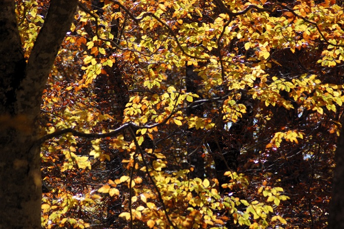 この日、ブナの木の輝きが本当に綺麗でした（小沢平ブナ樹海ラインにて・２０２５年１０月２４日）。