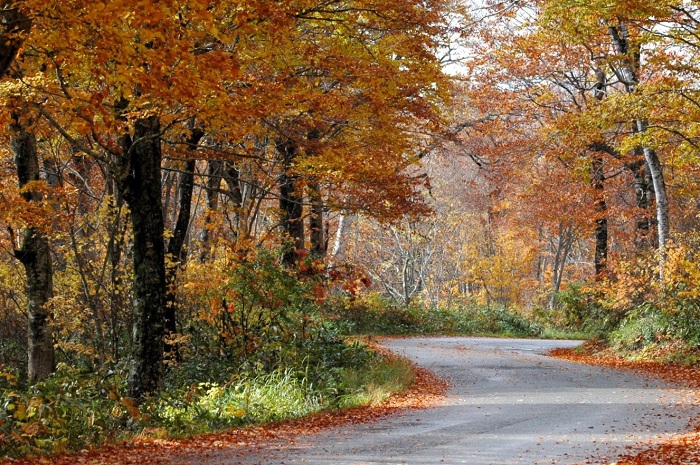 ブナ平上部では落葉の光景が見られ、ここブナ平下部では、本当に鮮やかな紅葉の光景が見られました（２０２５年１０月２９日）。