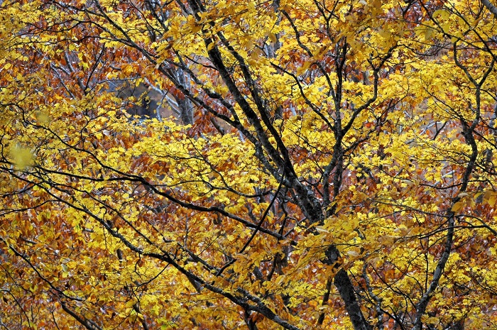 紅葉の最盛期を迎えた、小沢平ブナ樹海ラインの紅葉は、まさに、最高の秋の輝きを感じさせる光景でした（２０２５年１１月２日）。