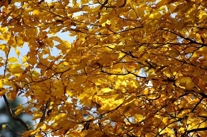 今年のブナの木の紅葉の輝きは、２年前の紅葉と同じく素晴らしいものでした（２０２５年１１月２日）。