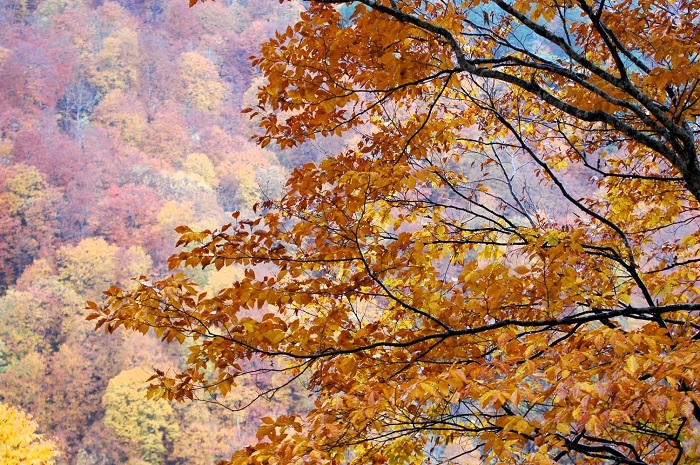 檜枝岐村内を出発し、尾瀬ブナ坂から始まり、尾瀬ブナ平を経て、小沢平ブナ樹海ラインへと続く広大なブナ樹海ラインの大自然の紅葉は、会津駒ケ岳（標高２１３２．４ｍ）や燧ケ岳（標高２３５６ｍ）の麓を通る、四季折々の自然景観を望む樹海ラインです（２０２５年１１月２日）。