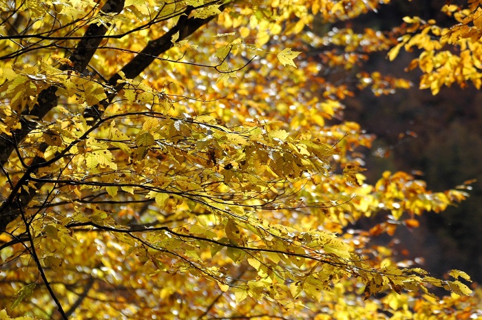 秋の日の光に輝く、ブナの葉の光景です。大自然の輝く姿はまさに芸術であり、人間では到底届くことのできない地球の美しい姿であると思います（２０２５年１１月２日）。