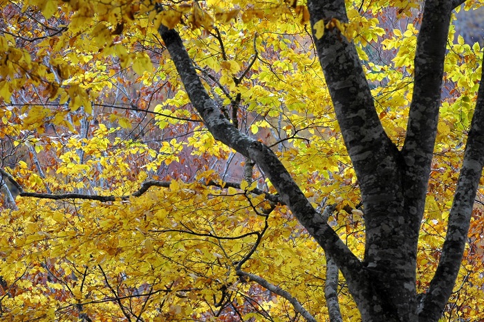 ブナの木は多くの水分を蓄えているため、本当に重たい樹木です。一番重量があるのは、楢（ナラ）の木になるかと思います。ナラの木の次に重たいのが、ブナの木であったと思います。シオジや銘木の多い栃の木などもとても重たい樹木です（２０２５年１１月２日）。