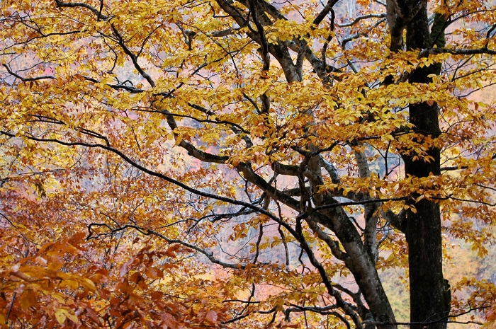 四季の大自然の厳しさの中で育つ原生林のブナの木の枝は、美しい曲がりの枝ぶりを見せ、枝の先端は、本当に細く輝くなど、芸術的な輝きを見ることができます。秋のキノコであるブナハリタケはこのブナの木ですが、真っ白で、おいしいキノコです（２０２５年１１月２日）。