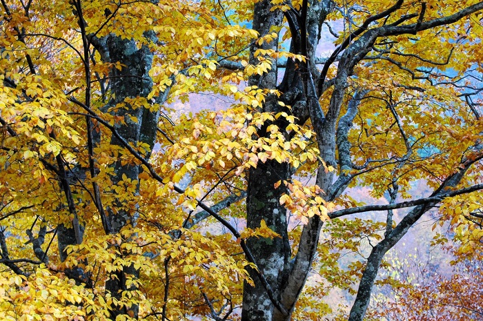 外見からはわかりませんが、ブナの木の内部は真っ白で、中心部の芯は、ピンク色の輝きを見せ、水分がしたたり落ちるなど、本当に大自然の美しさを物語るような、素晴らしい樹木です（２０２５年１１月２日）。