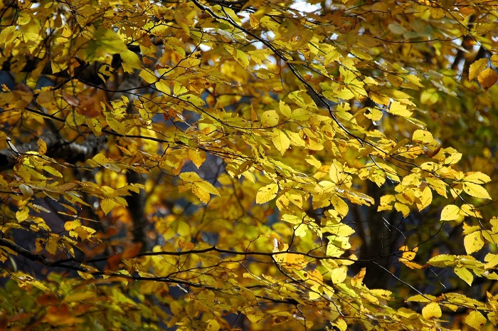 このブナの木や様々な落葉樹の葉が、無尽蔵に落葉していった後のふかふかな登山道や原生林内の大地の腐葉土の中に足を踏み入れた時も、大自然の四季のかけがえのない凄さを感じるひと時です（２０２５年１１月２日）。
