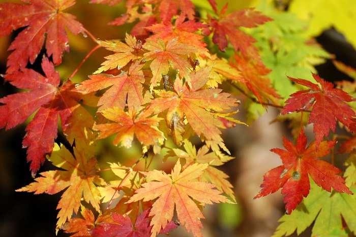 モミジの木の内部はとても赤く、そしてとても固い樹木です。この日のモミジの紅葉が紅葉の最盛期を物語っているようでした（２０２５年１１月２日）。