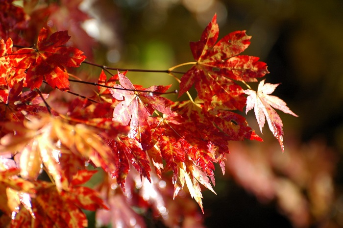 尾瀬ブナ坂の紅葉もこの雪の日を境にほぼ落葉を迎えましたが、この日のモミジの輝きは本当に美しく綺麗でした（２０２５年１１月４日・７時３２分）。