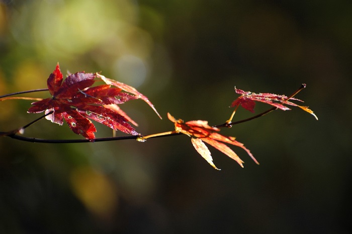 尾瀬ブナ坂の紅葉もこの雪の日を境にほぼ落葉を迎えました（２０２５年１１月４日・７時３０分）。