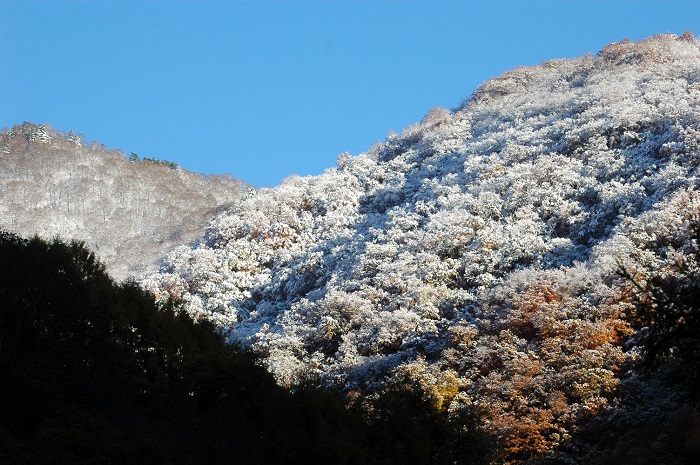 檜枝岐村・ヨナゴ地区より、会津駒ケ岳・キリンテ登山口方面の雪景色とこれから最盛期を迎えるであろう紅葉の姿を望んで（２０２５年１１月４日・７時２１分）。