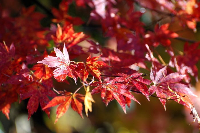 雪景色に移り変わっていた景観の中で、鮮やかな紅葉の姿を魅せていたモミジの美しさは本当に素晴らしいものでした（２０２５年１１月４日・７時２８分）。