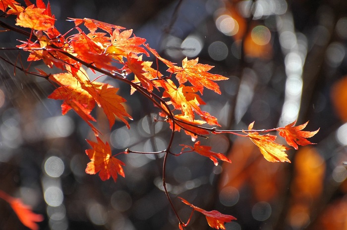 この翌日には、もう落葉の姿となっていた、このモミジ。紅葉の最後の輝き、本当に素晴らしかった（２０２５年１１月４日・７時３８分）。
