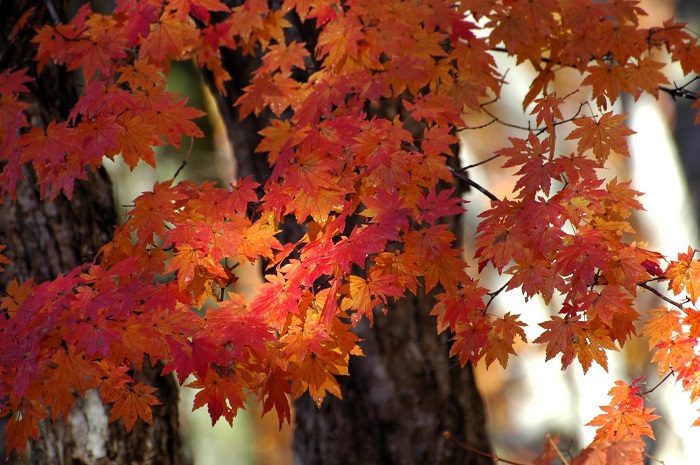 雪景色の中で見る、真っ赤なモミジの秋の姿。この日の朝はモミジの姿に心洗われるような朝でした（２０２５年１１月４日・７時３６分）。