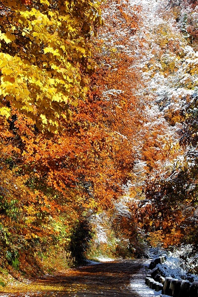 まさに晩秋の紅葉の最盛期を迎えていた尾瀬ブナ坂も、一晩にして多くの水分を含んだ雪と紅葉の景観に移り変わっておりました（２０２５年１１月４日・７時５０分）。